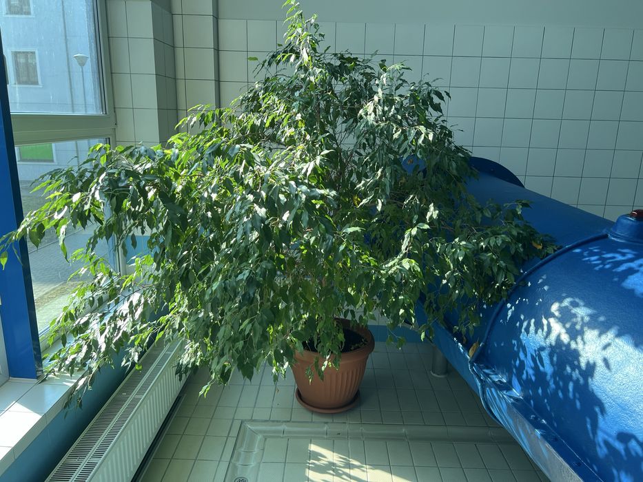 Sprzedam pieknego benjaminka