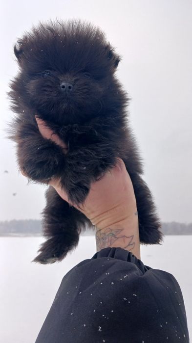 Щенок мальчик помернского шпица