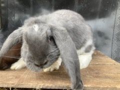 Króle i młode króliki