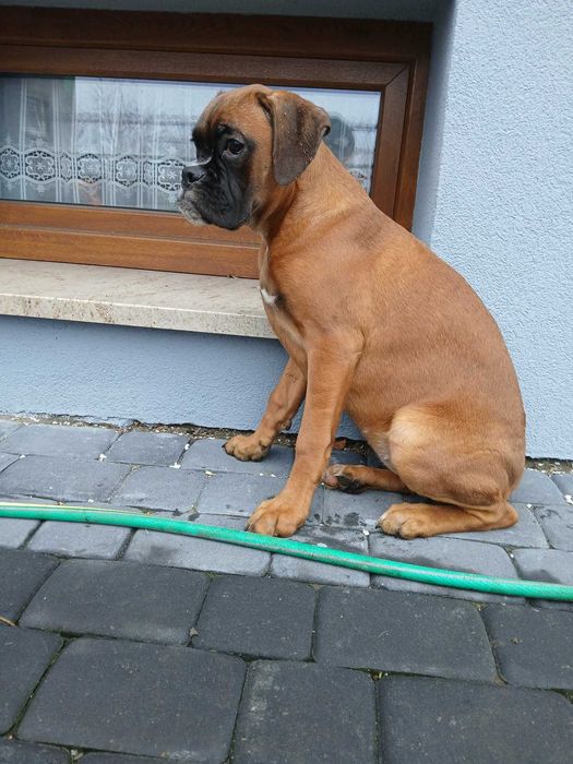 Bokser suczka 4 miesiące