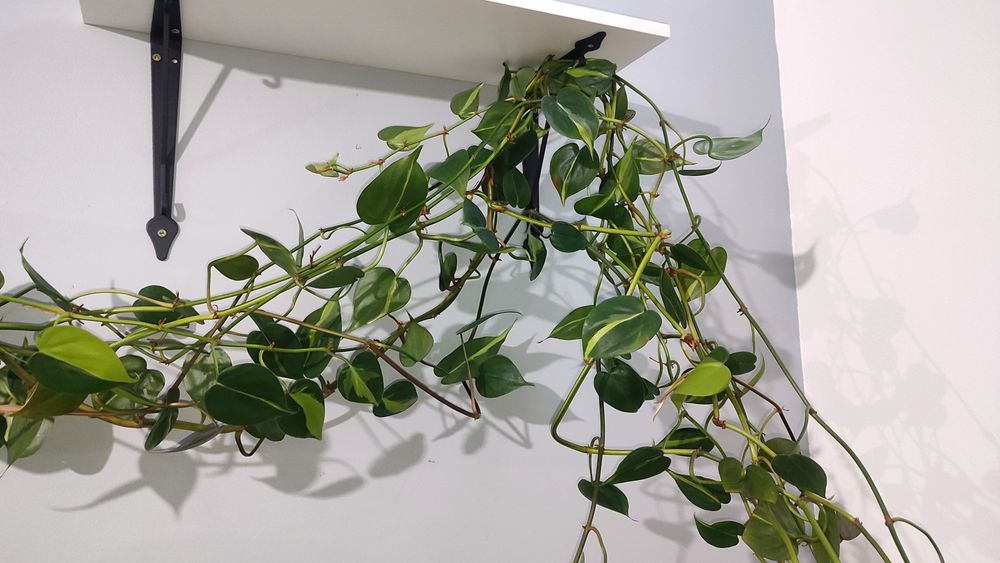 philodendron brasil 5m filodendron epipremnum scandens długie roślina