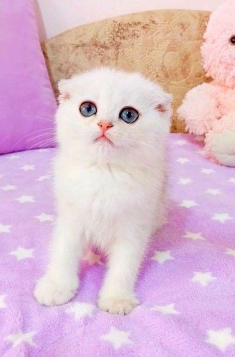 Зеленоокий красунчик хлопчик шиншилка фолдик