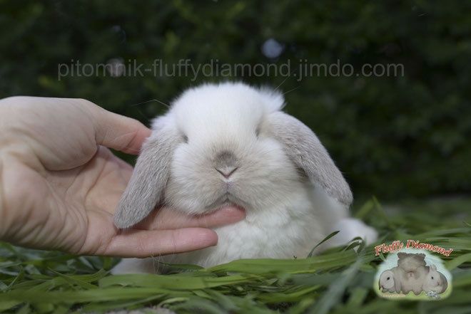 Висловухі кролики з розплідника "Fluffy Diamond" Карликові NHD