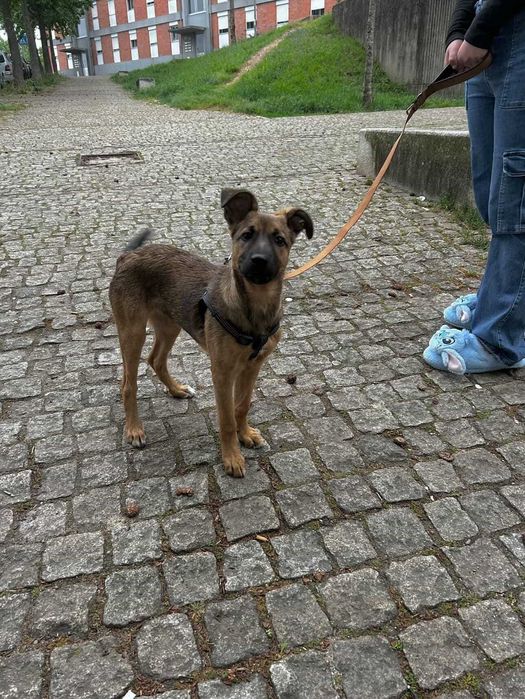 Nala para Adoção Responsável