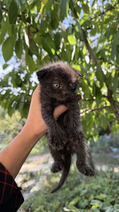 Висловухий котик