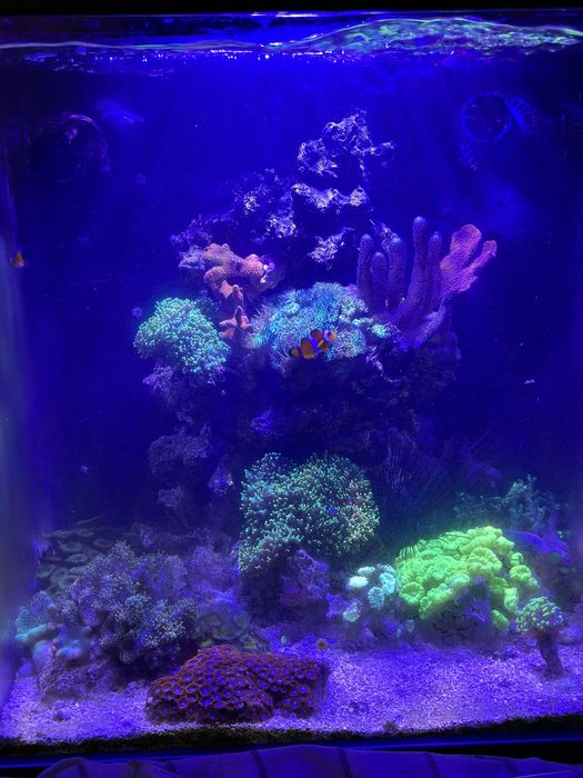 Akwarium Morskie 45x45x60