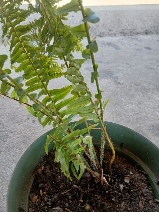 Samambaia, Feto planta verde.