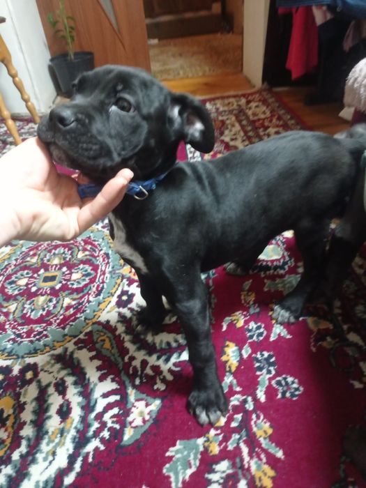 Чудові Кане- Корсо