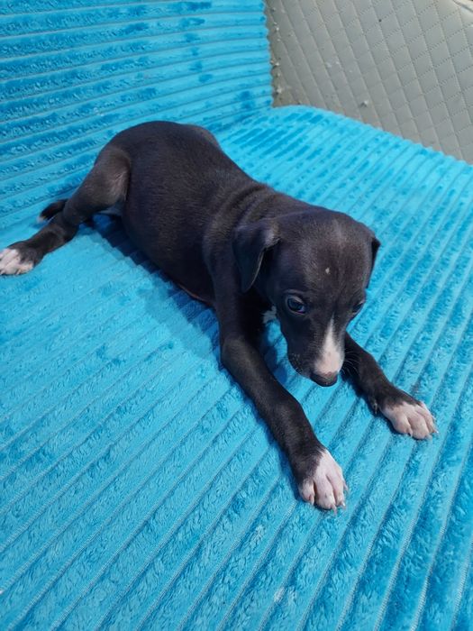 Chart Angielski Whippet piesek