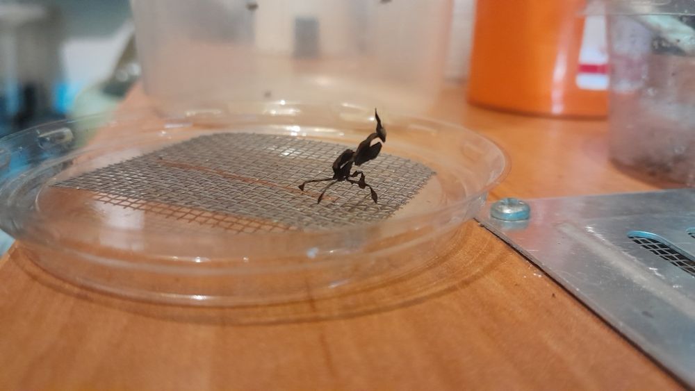 Modliszka liściogłowa (p. Paradoxa)