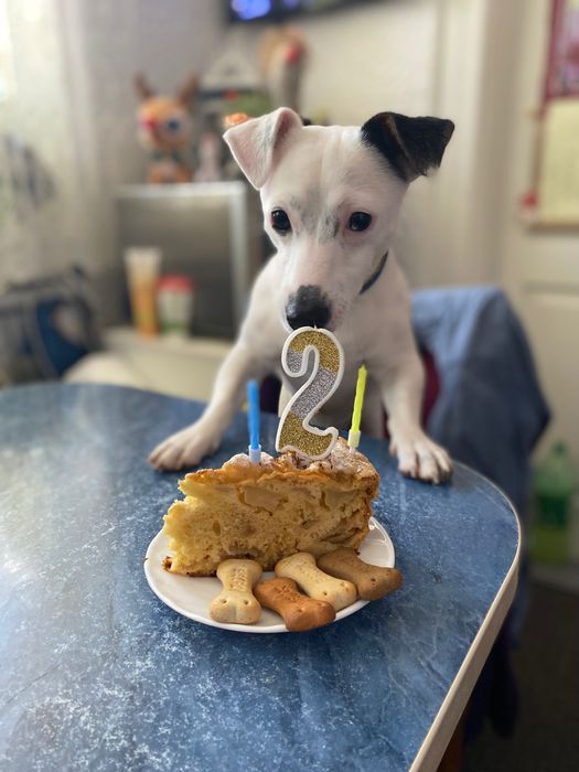 Звʼязка Джек Расел хлопчик, Рівне