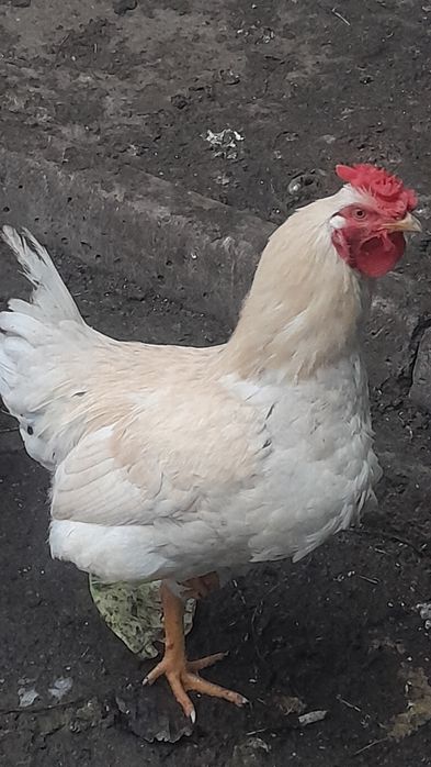 Півень домашній продам