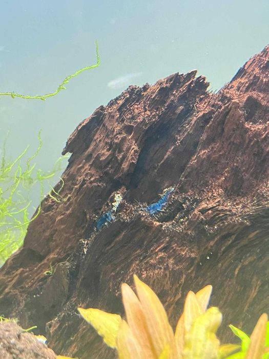 Neocaridina Blue Dream – Camarões de aquário