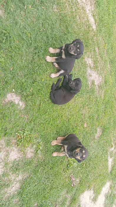 Szczeniaki do oddania
