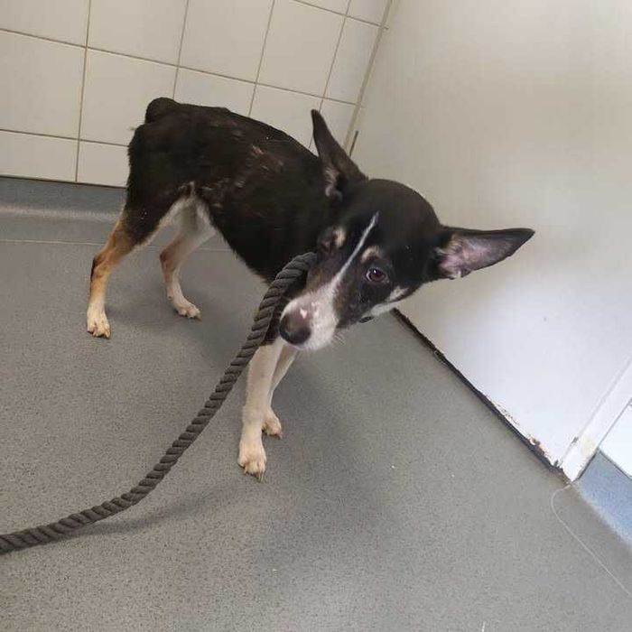 TANGO - adoptuj psa z Lubelskiego schroniska