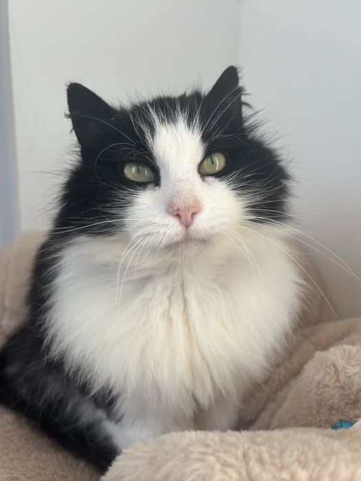 Кішка в добрі руки