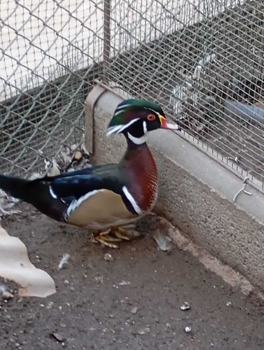 Aves ornamentais desde 25
