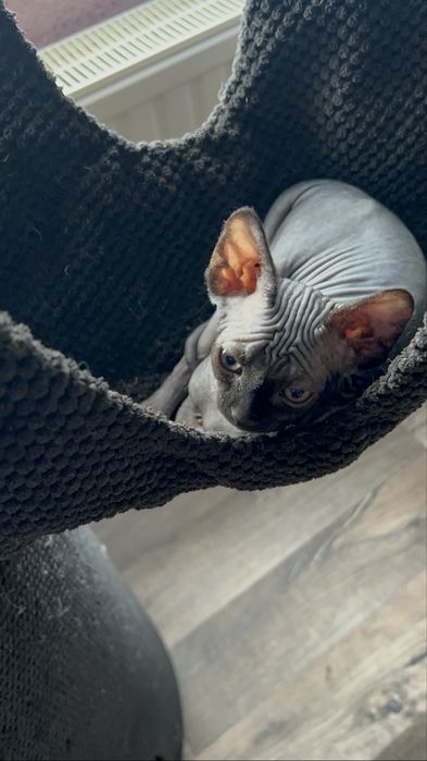 Kotka sfinks  czarna