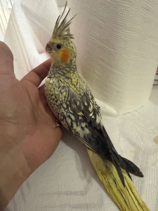 Caturras para finalizar de criar há mão