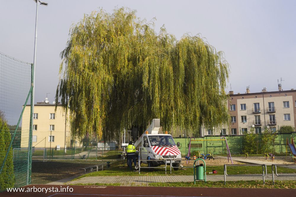 Arborysta - Pielęgnacja i Wycinka Drzew