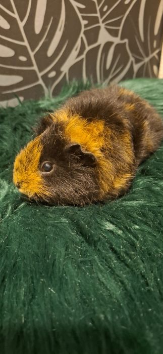 Oswojona swinka samiczka  teddy kawia 4 miesiące