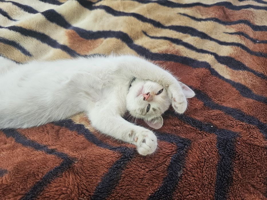 Віддамо даром котика(котиків) різного розкрасу, краса.