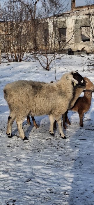 Продажа овець гісарів