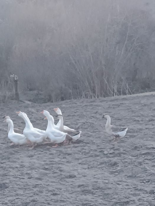 Продам гуси білі сірі