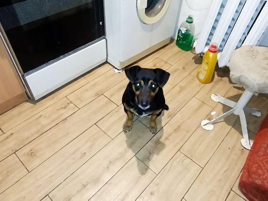 Маленький хатній собачка