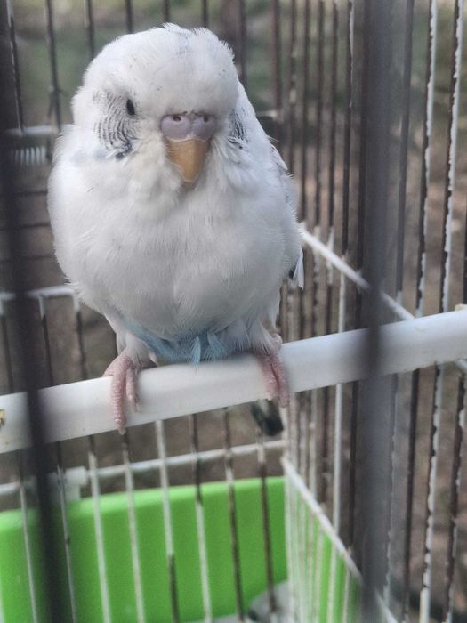 Vendo piriquitos australianos - cor branco, preto e azul