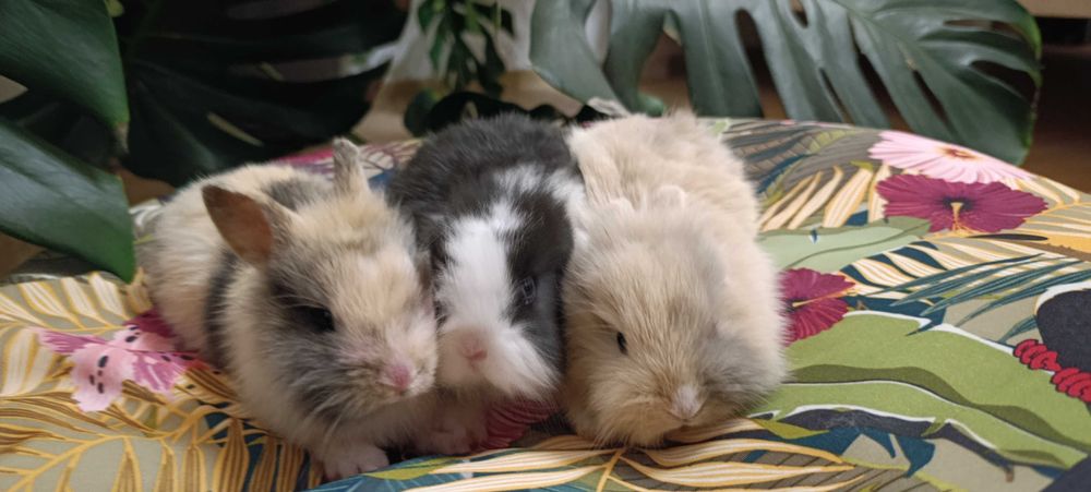 Śliczne króliczki miniaturki