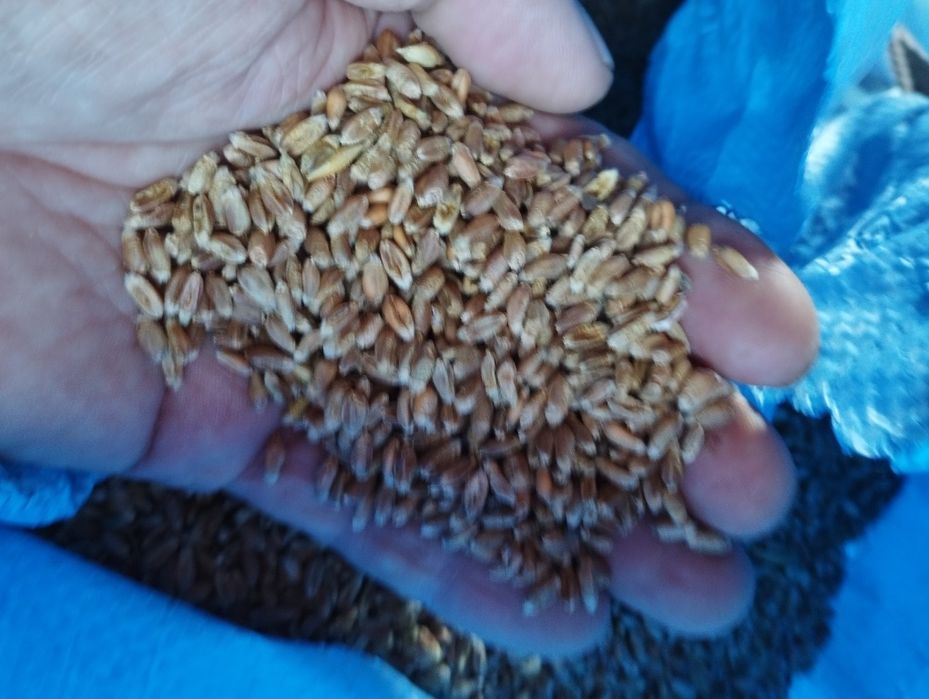 Przenica jara wyka gorczyca