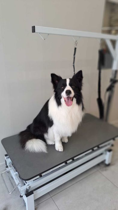 Border Collie piękny szczeniak piesek czarno - biały:-) cud natury