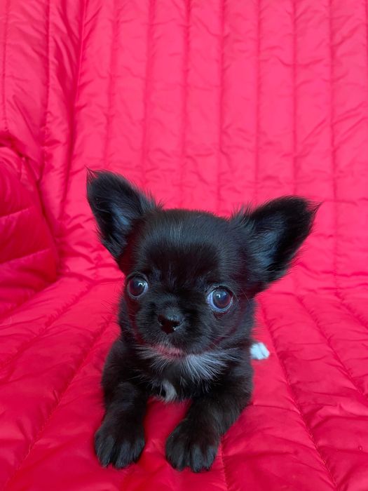 Дівчатка чихуахуа