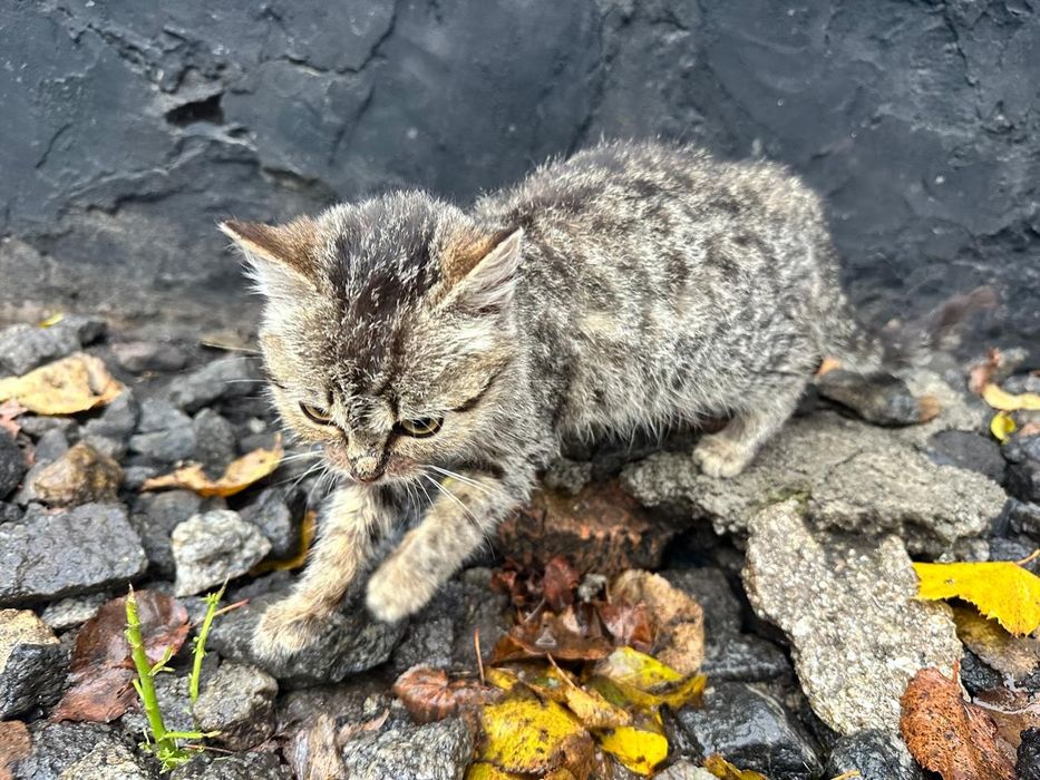 Отдам котят бесплатно