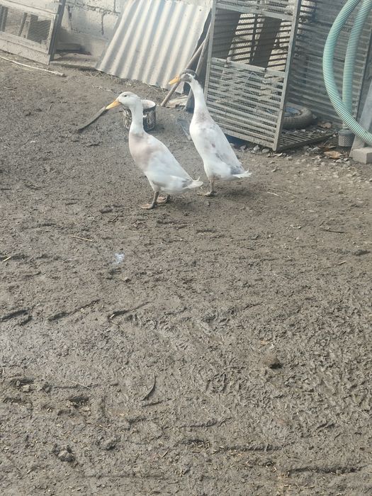 Perliczki, perlik, indyki