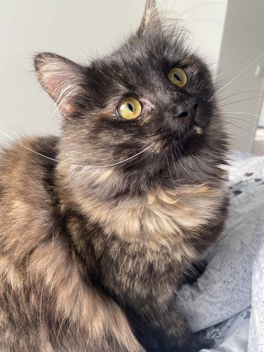 Віддам кішечку