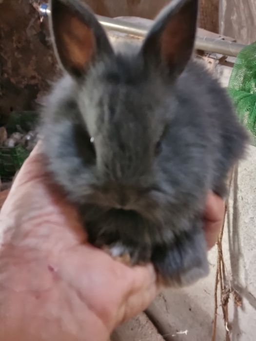 Coelhos bebes mini lop, mini holandeses e toy do criador