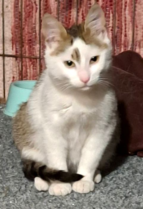 Młody  kotek FELV+  szuka domu