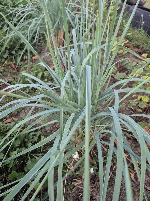 Декоративні трави: вівсяниця,піщаний колосняк