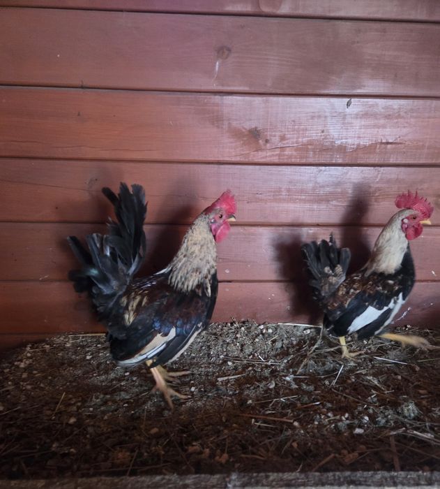 Kogut karzeł liliput serema