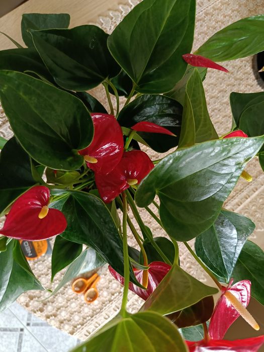Anturium duże i kwitnące