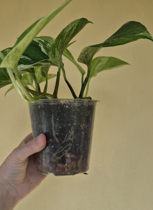 Епіпремнум Марбл Квін (Epipremnum Marble Queen)