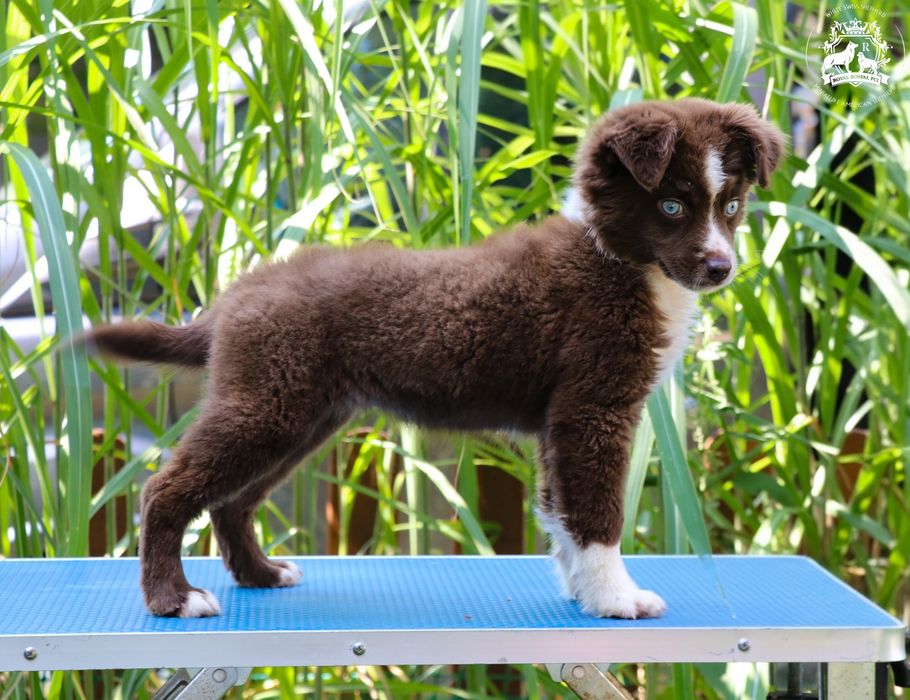Miniature American Shepherd MAS ZKWP FCI suczka