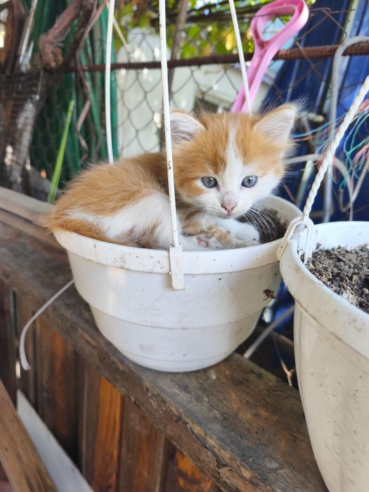 Віддам кошенят, котят безкоштовно