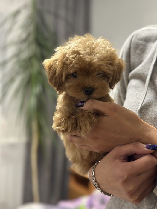 Мальтипу мальчик мини