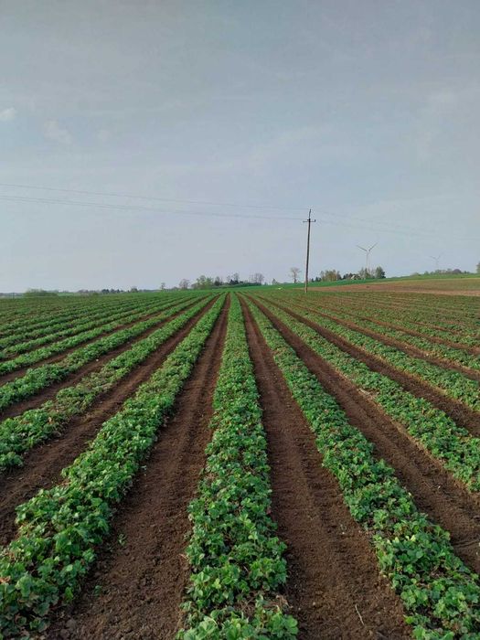 Фреза садова міжрядна, грунтофреза Breviglieri для полуниці почвофреза