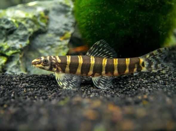 Bocja Serpent (Serpenticobitis octozona) - SKALMAR Sklep Akwarysty