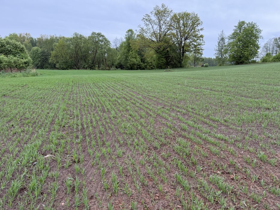 Działka z WZ na dom | 3001 m² | Bakaniuk koło Suwałk - Widok 4
