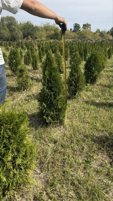 Туя смарагд 80-100см